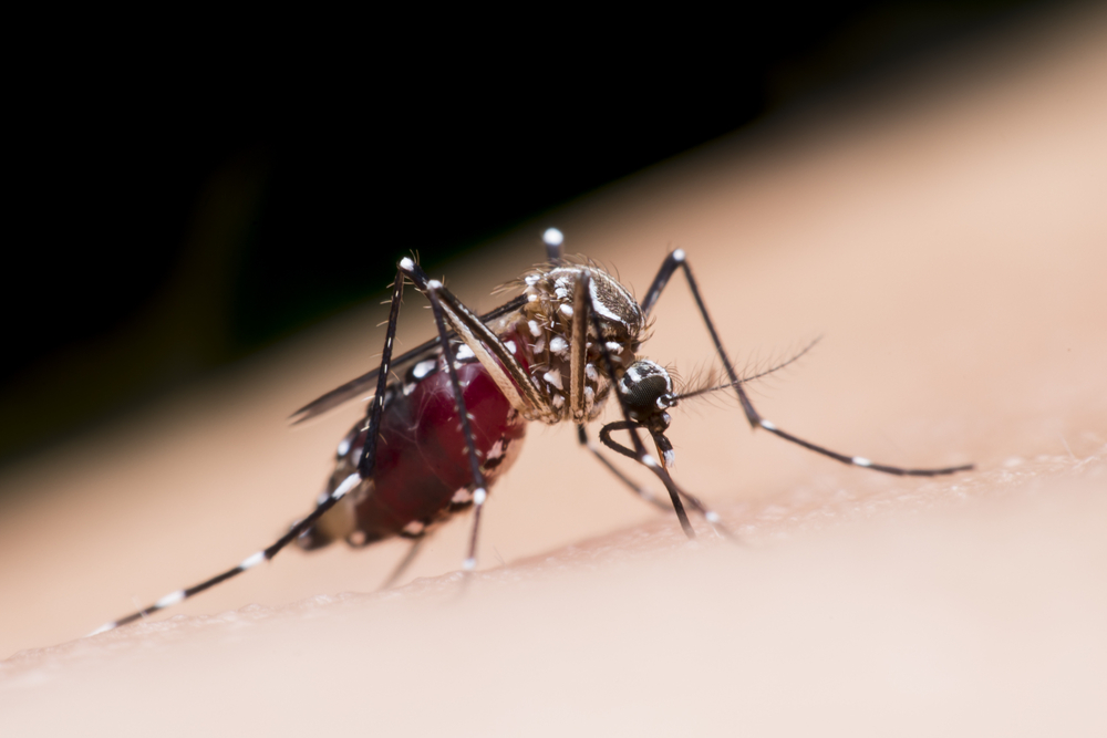 how to prevent mosquito bites